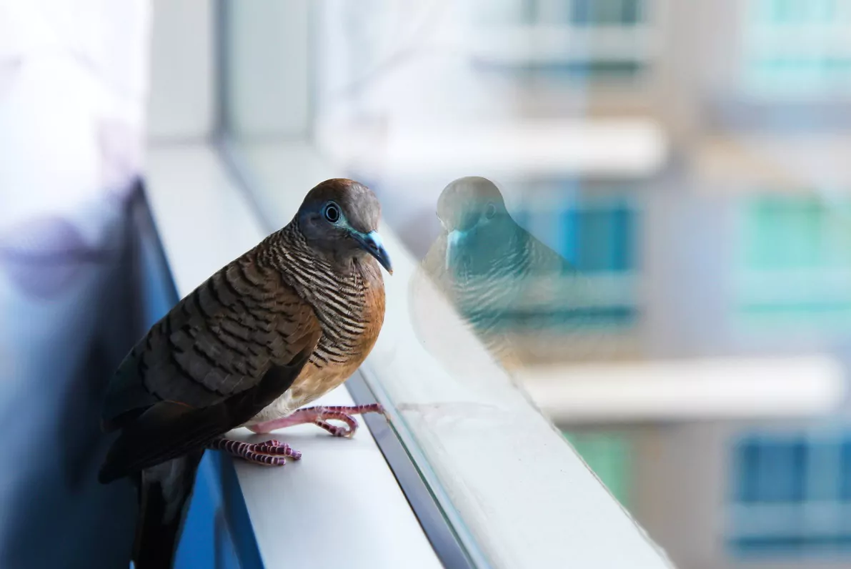 charlotte window film bird strike protection