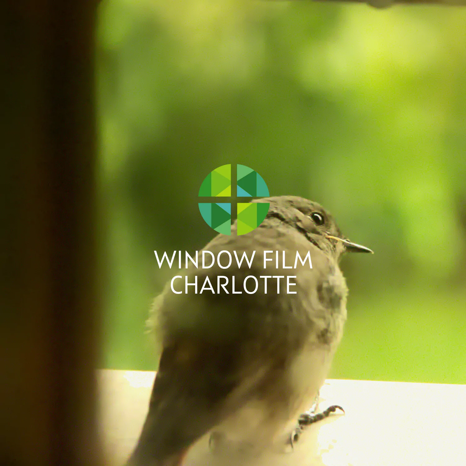 bird strike prevention window film charlotte